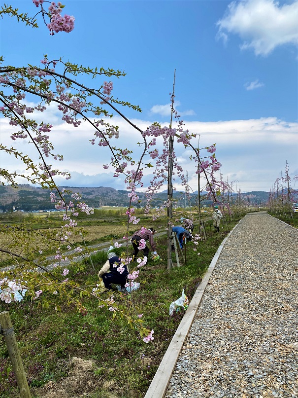 しだれ桜植樹地石拾い 日中線しだれ桜プロジェクト